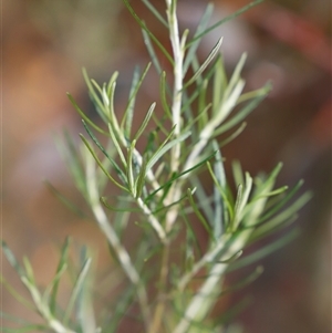 Ozothamnus thyrsoideus at Booth, ACT - 16 Nov 2024 09:32 AM