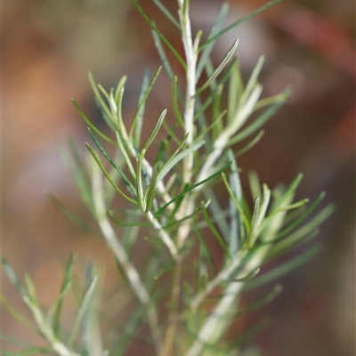 Ozothamnus thyrsoideus (Sticky Everlasting) at Booth, ACT - 16 Nov 2024 by JimL