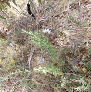 Ozothamnus thyrsoideus at Booth, ACT - 16 Nov 2024 09:32 AM