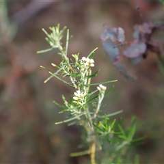 Ozothamnus thyrsoideus at Booth, ACT - 16 Nov 2024 09:32 AM