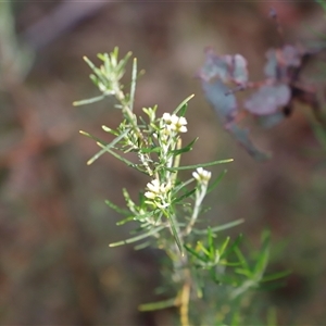 Ozothamnus thyrsoideus at Booth, ACT - 16 Nov 2024 09:32 AM