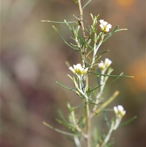 Ozothamnus thyrsoideus at Booth, ACT - 16 Nov 2024 09:32 AM