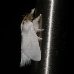 Trichiocercus sparshalli (Sparshall's Moth) at Freshwater Creek, VIC - 16 Nov 2024 by WendyEM