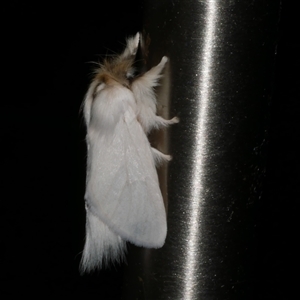 Trichiocercus sparshalli (Sparshall's Moth) at Freshwater Creek, VIC by WendyEM