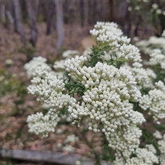 Cassinia longifolia at Gundary, NSW - 17 Nov 2024 by trevorpreston