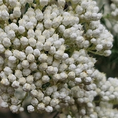 Ozothamnus diosmifolius at Gundary, NSW - 17 Nov 2024