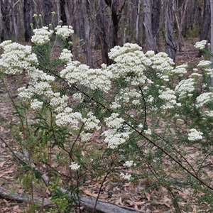 Ozothamnus diosmifolius at Gundary, NSW - 17 Nov 2024