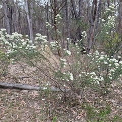 Ozothamnus diosmifolius at Gundary, NSW - 17 Nov 2024