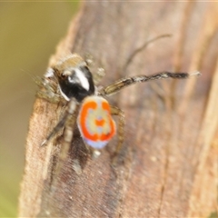 Maratus pavonis (Dunn's peacock spider) at Bungonia, NSW - 16 Nov 2024 by Harrisi