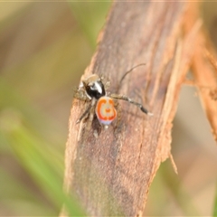 Maratus pavonis at Bungonia, NSW - suppressed