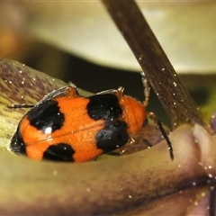 Aulacophora hilaris (Pumpkin Beetle) at Bungonia, NSW - 16 Nov 2024 by Harrisi