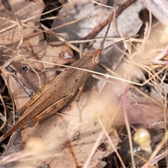 Goniaea australasiae (Gumleaf grasshopper) at Bungonia, NSW - 17 Nov 2024 by Aussiegall