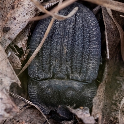 Saragus sp. (genus) at Bungonia, NSW - 16 Nov 2024 by Aussiegall