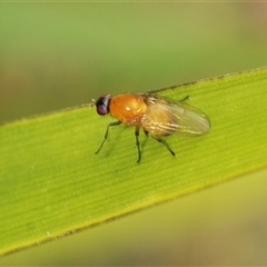 Sapromyza sp. (genus) (A lauxaniid fly) at Bungonia, NSW - 16 Nov 2024 by Harrisi