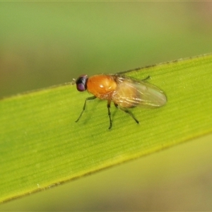 Sapromyza sp. (genus) (A lauxaniid fly) at Bungonia, NSW by Harrisi