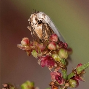 Philobota productella at Bungonia, NSW - 17 Nov 2024 10:42 AM