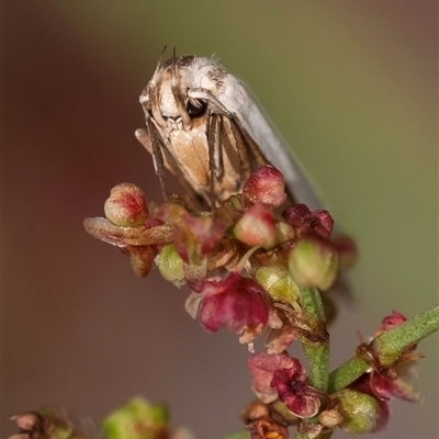 Philobota productella (Pasture Tunnel Moth) at Bungonia, NSW - 17 Nov 2024 by Aussiegall