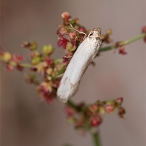 Philobota productella at Bungonia, NSW - 17 Nov 2024 10:42 AM