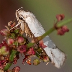 Philobota productella at Bungonia, NSW - 17 Nov 2024