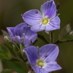 Veronica gracilis (Slender Speedwell) at Bungonia, NSW - 16 Nov 2024 by Aussiegall