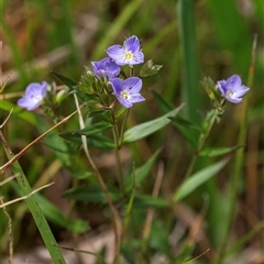 Veronica gracilis at Bungonia, NSW - 17 Nov 2024