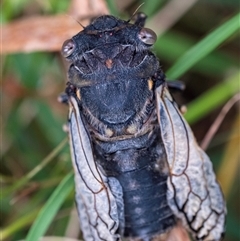 Psaltoda moerens (Redeye cicada) at Bungonia, NSW - 16 Nov 2024 by Aussiegall