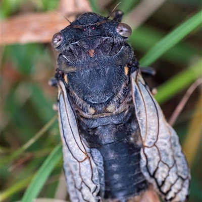 Psaltoda moerens (Redeye cicada) at Bungonia, NSW - 17 Nov 2024 by Aussiegall