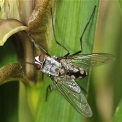 Dexiini (tribe) (A bristle fly) at Bungonia, NSW - 16 Nov 2024 by Harrisi