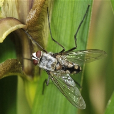 Prosena sp. (genus) at Bungonia, NSW - 15 Nov 2024 by Harrisi