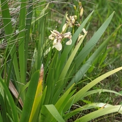 Iris foetidissima (Stinking Iris) at Bungonia, NSW - 17 Nov 2024 by Aussiegall