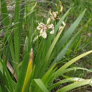 Iris foetidissima at Bungonia, NSW - 17 Nov 2024