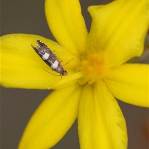 Glyphipterix chrysoplanetis at Bungonia, NSW - 17 Nov 2024