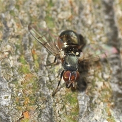 Platystomatidae (family) (Unidentified signal fly) at Bungonia, NSW - 15 Nov 2024 by Harrisi