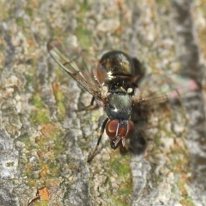 Platystomatidae (family) (Unidentified signal fly) at Bungonia, NSW by Harrisi