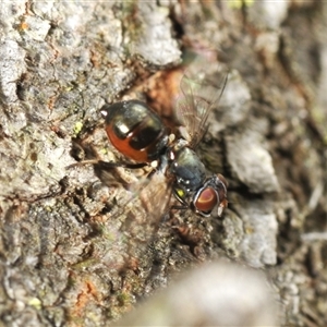 Platystomatidae (family) at Bungonia, NSW - 16 Nov 2024