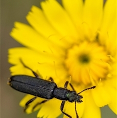 Eleale simplex (Clerid beetle) at Bungonia, NSW - 17 Nov 2024 by Aussiegall