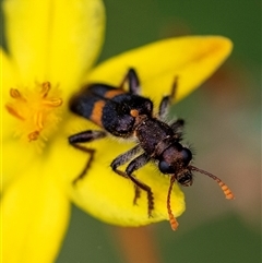 Eleale pulchra (Clerid beetle) at Bungonia, NSW - 17 Nov 2024 by Aussiegall