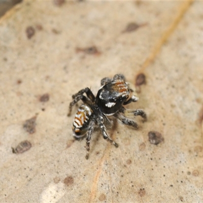 Maratus plumosus (Plumed Peacock Spider) at Bungonia, NSW - 16 Nov 2024 by Harrisi