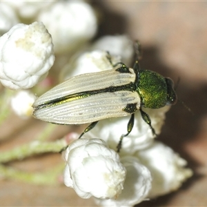 Castiarina sexguttata at Bungonia, NSW - 17 Nov 2024