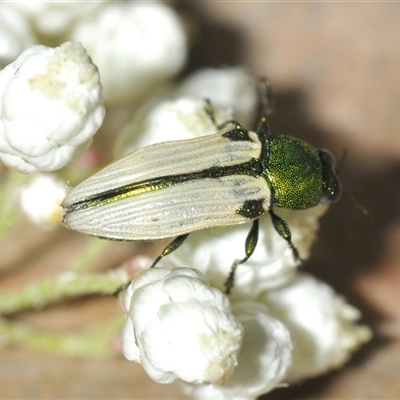 Castiarina sexguttata at Bungonia, NSW - 17 Nov 2024 by Harrisi