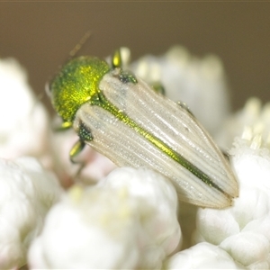 Castiarina sexguttata at Bungonia, NSW - 17 Nov 2024