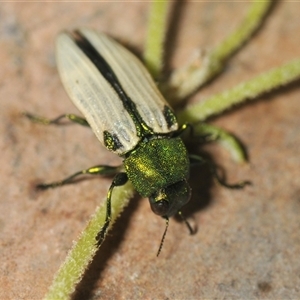 Castiarina sexguttata at Bungonia, NSW - 17 Nov 2024