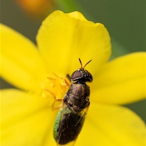 Odontomyia opertanea (A soldier fly) at Bungonia, NSW by Aussiegall