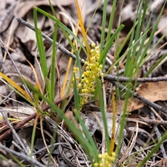 Lomandra filiformis subsp. coriacea (Wattle Matrush) at Bungonia, NSW - 17 Nov 2024 by Aussiegall