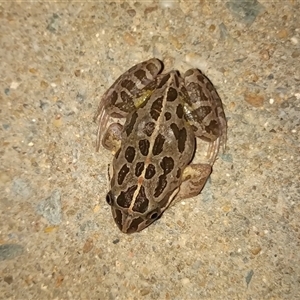 Limnodynastes tasmaniensis at Gordon, ACT - 17 Nov 2024