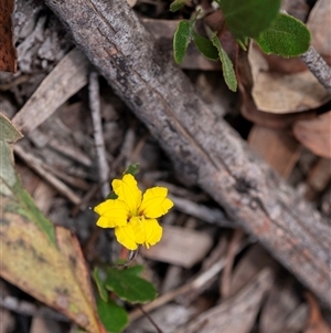 Goodenia hederacea subsp. hederacea at Bungonia, NSW - 17 Nov 2024