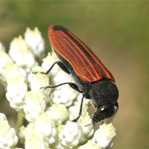 Castiarina erythroptera at Bungonia, NSW - 14 May 2024 04:00 AM