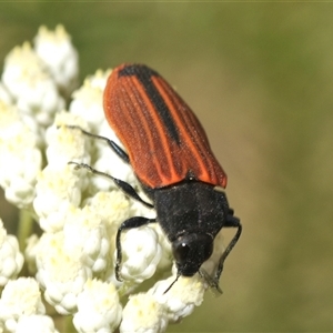 Castiarina erythroptera at Bungonia, NSW - 14 May 2024 04:00 AM