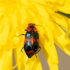 Dicranolaius villosus (Melyrid flower beetle) at Bungonia, NSW - 17 Nov 2024 by Aussiegall