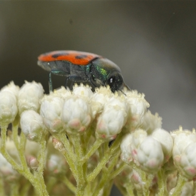 Castiarina octomaculata (A jewel beetle) at Gundary, NSW - 17 Nov 2024 by Harrisi